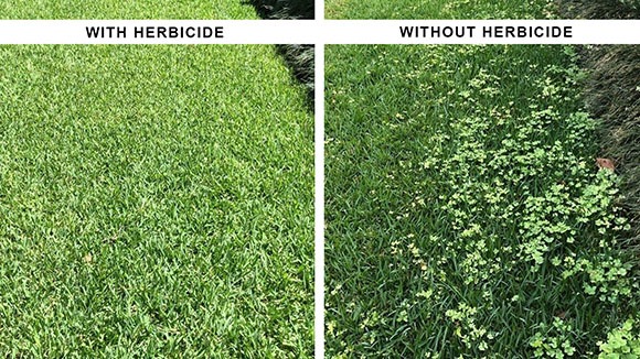 Before and after pre-emergent spraying Before and after pre-emergent spraying