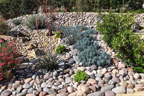 Drought tolerant plants in a rock garden Drought tolerant plants in a rock garden