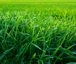 Healthy Lawn Green Grass Closeup Healthy Lawn Green Grass Closeup